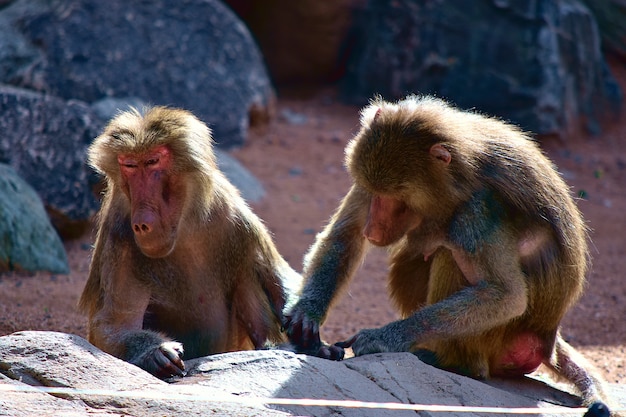 Cute Monkeys Playing Near Rock Formations on a Sunny Day – Free Stock Photo for Download