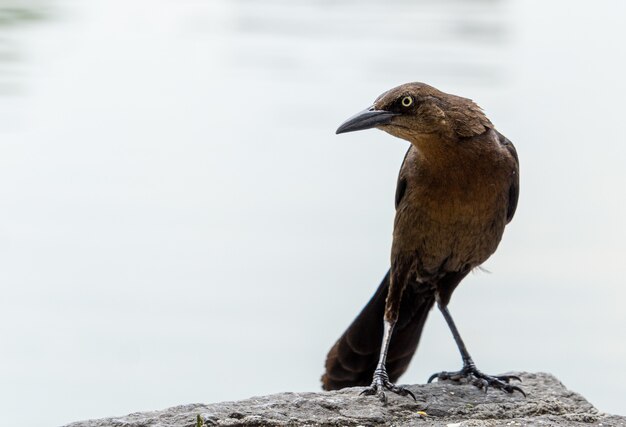 Closeup Shot of a Beautiful Raven with a Sharp Beak on a Rock – Free Stock Photo, Download for Free