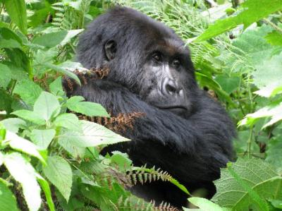 Gorilla Sitting Among Trees – Free Stock Photo for Download