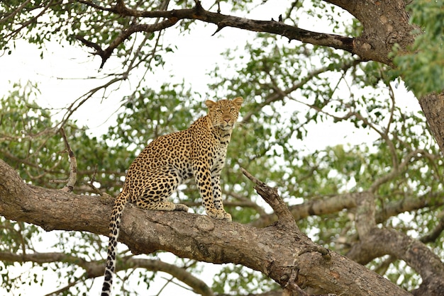 Magnificent African Leopard on a Tree Branch – Free to Download