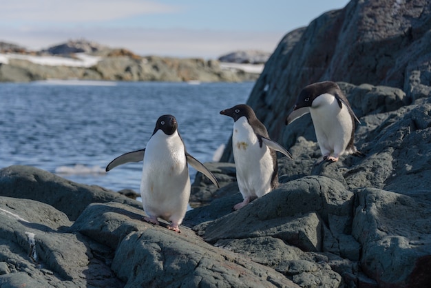 Adelie Penguins on Beach – Free Stock Photo for Download