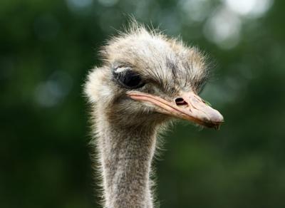 Beautiful Ostrich – Free to Download Stunning Stock Photo