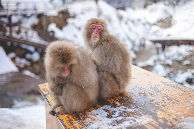 Two Macaque Monkeys Sitting Nearby – Free Stock Photo for Download