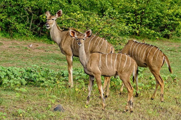 Three Kudus Walking Together in Lush Green Nature – Free to Download