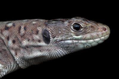 Closeup of Jeweled Lacerta Timon Lepidus Lizard Head on Black Background – Free Stock Photo, Download for Free