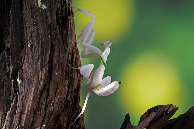 Closeup of a Beautiful Orchid Mantis – Free Stock Photo, Download for Free