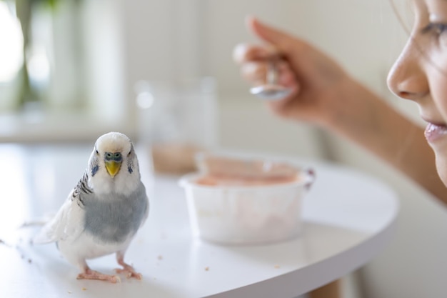 A Beautiful Little Girl Playing with White and Blue Budgie Pets – Free to Download