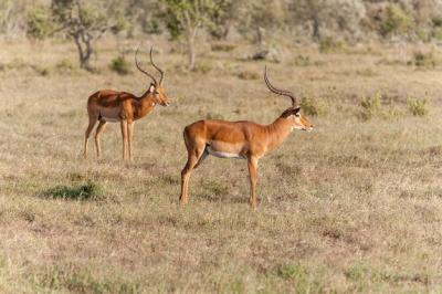 Antelopes in the Savanna – Free Stock Photo, Download for Free