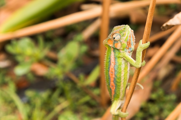 Colorful Chameleon on Wood in the Forest – Free to Download