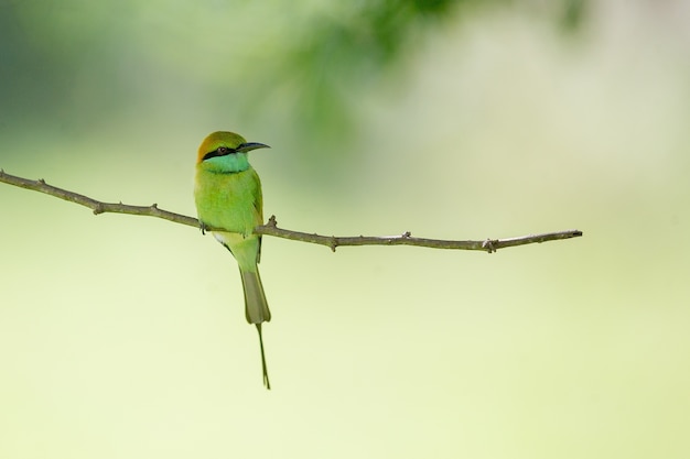 Beautiful Bee-Eater Sitting on a Tree Branch – Free Stock Photo for Download