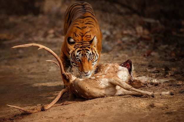 Amazing Bengal Tiger in Nature with Prey – Free Stock Photo for Download