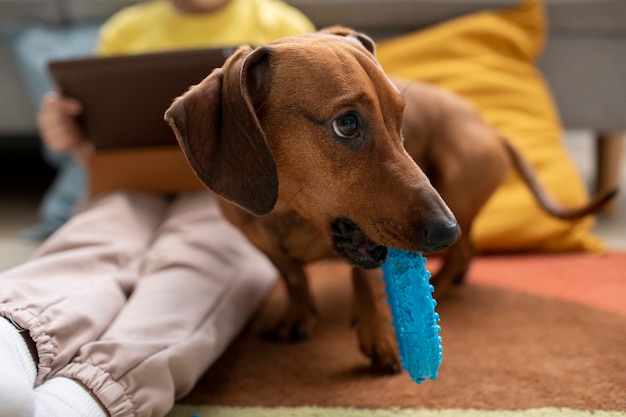 Beautiful Dachshund Playing with Child – Free Stock Photo