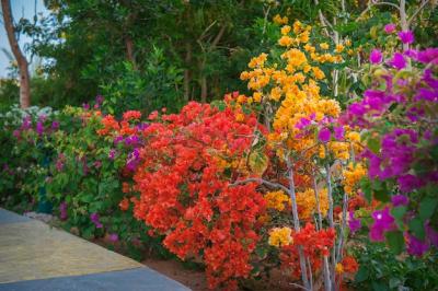 Bougainvillea Flowers in the Garden – Free Stock Photo for Download