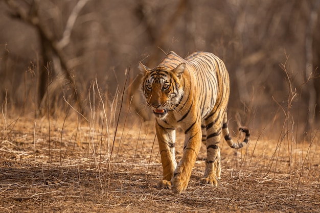 Amazing Tiger in Natural Habitat: Wildlife Scene in Golden Light – Free Download