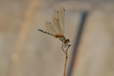 Dragonfly Macro Photography – Free Download