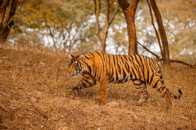 Tiger in Nature Habitat: Majestic Indian Panthera Tigris in Rajasthan – Free Stock Photo Download