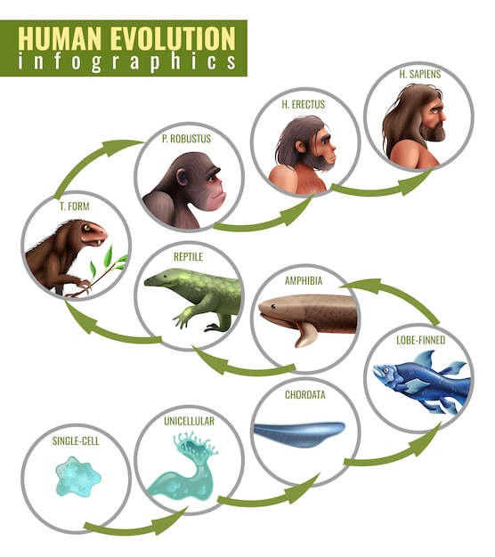 Human Evolution Infographics – Free Stock Photo for Download