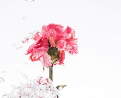 Pink Carnation Falling into Water – Free Stock Photo for Download