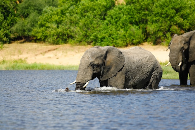 Elephant Drinking in the River – Free Stock Photo for Download