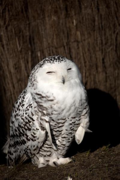 Snowy Owl in the Wild – Free to Download