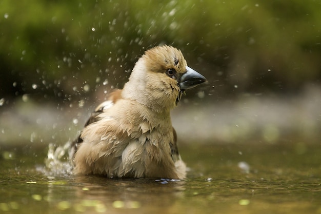 Cute Hawfinch Bird in Selective Focus – Free Download