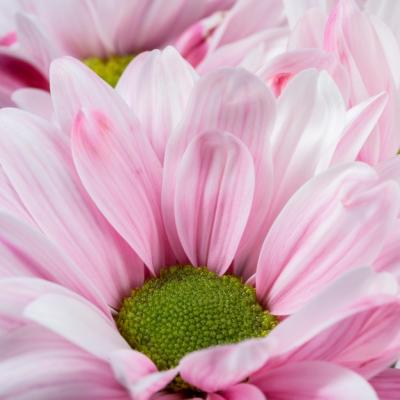 Close-up Pink Petals Macro Nature – Free Download