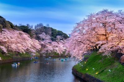 Cherry Blossoms at Chidorigafuchi Park in Tokyo, Japan – Free to Download