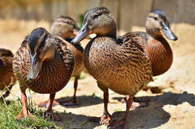 Stunning Wild Ducks at the Pond – Wildlife Photography for Free Download