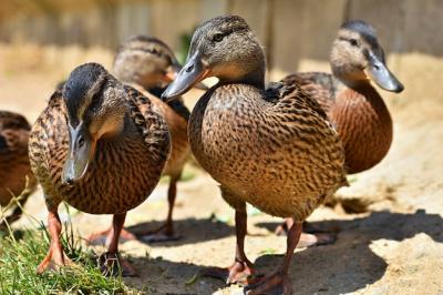 Stunning Wild Ducks at the Pond – Wildlife Photography for Free Download