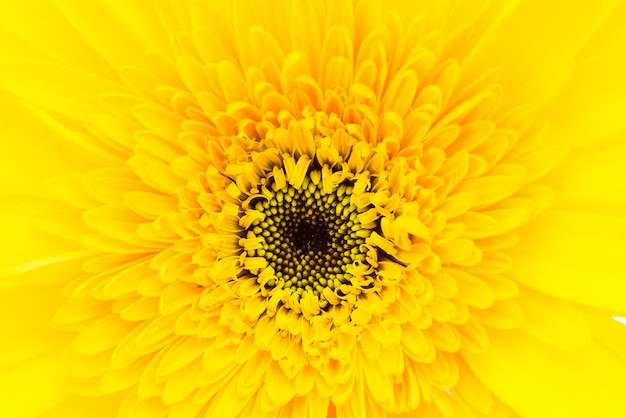 Close Up of Gerbera Flower – Free Download