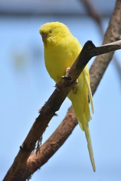 Cute Budgie Parakeet on a Branch – Free to Download