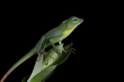 Baby Green Jubata Lizard Camouflaged on Green Leaves – Free Stock Photo for Download