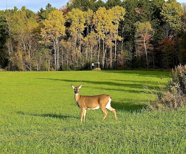 Cute Lonely Deer in a Green Field Surrounded by Tall Trees – Free Stock Photo for Download