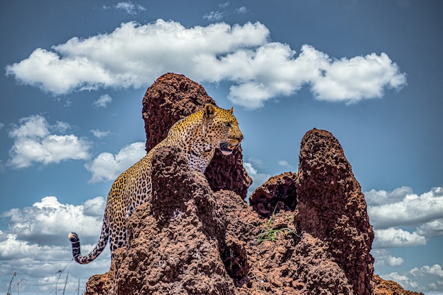 African Leopard Climbing Rocky Cliff Under Cloudy Sky – Free Stock Photo, Download for Free