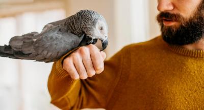 Bearded Man with Adorable Bird – Free Stock Photo, Download for Free