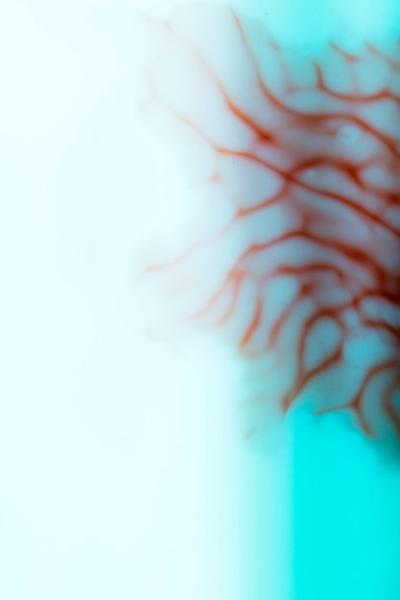 Abstract Close-Up of Human Veins – Download Free Stock Photo