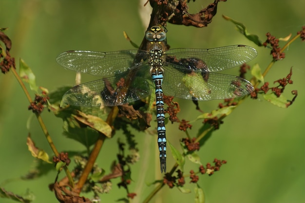 Migrant Hawker Closeup: Blue-Colored Dragonfly Sitting on a Branch – Free Download