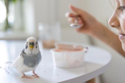 A Beautiful Little Girl Playing with Blue and White Budgie – Free Stock Photo Download