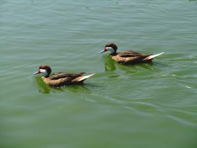 White-Cheeked Pintail Swimming in Lake Under Daytime Sunlight – Free Stock Photo Download