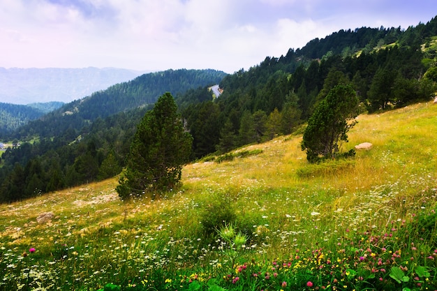 Summer Landscape of Mountainous Meadow in the Pyrenees – Free Download