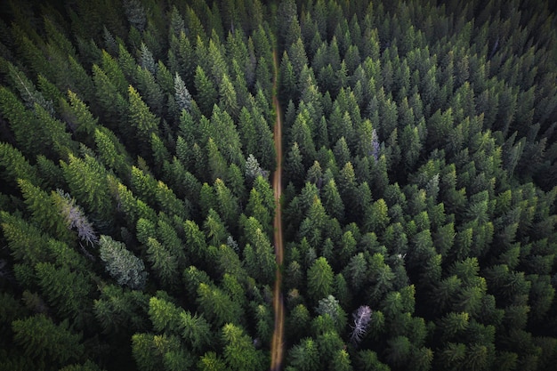 Drone View of a Lush Green Forest with a Dirt Road – Free Download