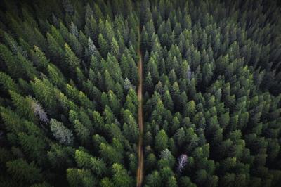 Drone View of a Lush Green Forest with a Dirt Road – Free Download