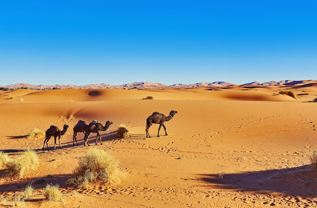 Camel in the Sahara Desert, Morocco – Free Stock Photo for Download