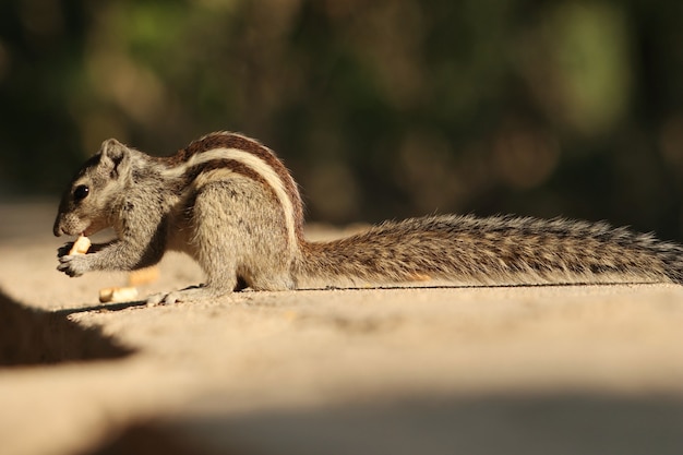 Closeup of a Squirrel Enjoying a Biscuit – Free Download