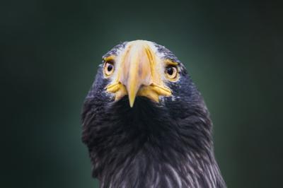 Steller’s Sea Eagle Closeup – Free Download