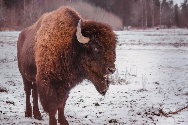 A Bison on a Winter Field with a Forest Background – Free Stock Photo Download