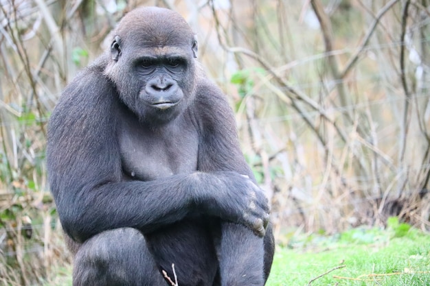 Gorilla Sitting on the Grass Looking Down – Free Stock Photo Download