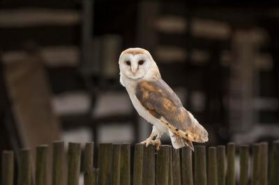 A Barn Owl Perched on a Farmyard Fence – Download Free Stock Photo