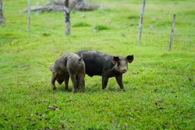 Wild Pigs Walking in Grassy Field – Free Stock Photo, Download Free