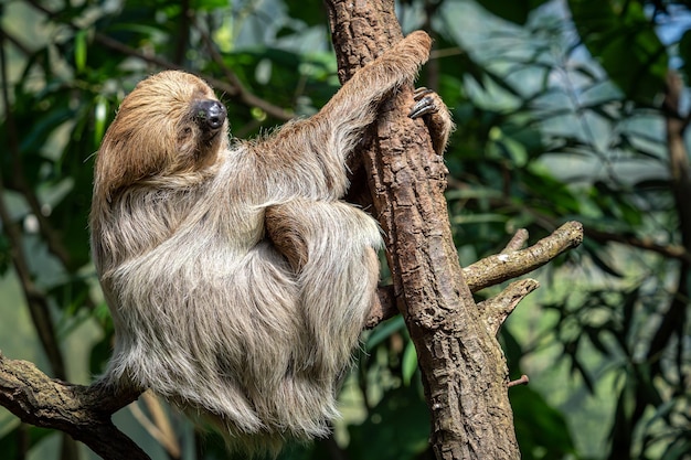 Relaxed Sleepy Linnaeus’s Two-Toed Sloth Choloepus Didactylus – Free Stock Photo Download